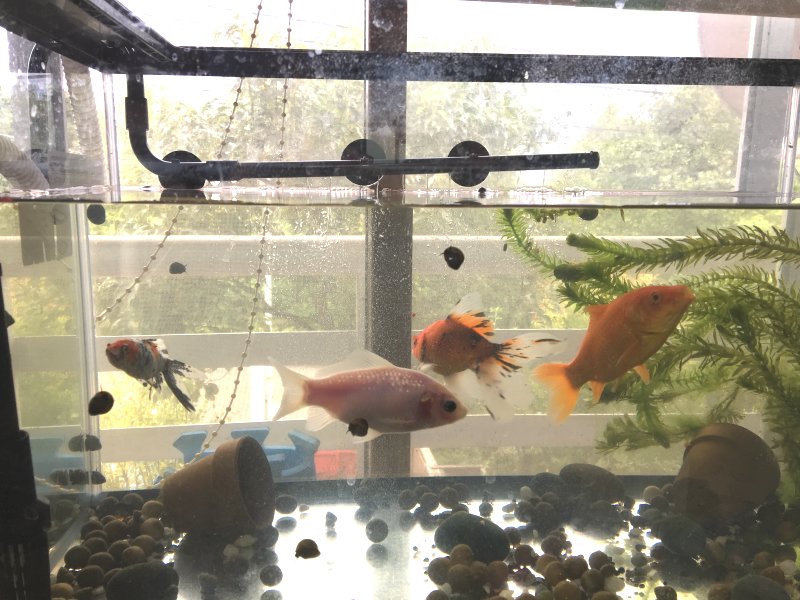 我が家の金魚たちをご紹介！