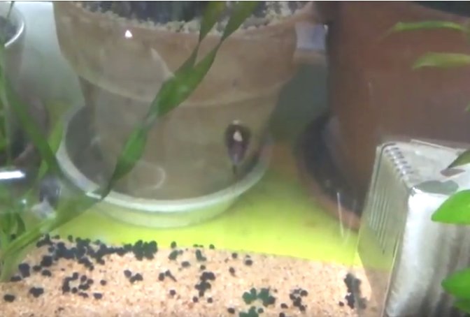 世界最大のカブトエビ（トリオプス）飼育・孵化１０日目　エサを食べながら泳ぐ